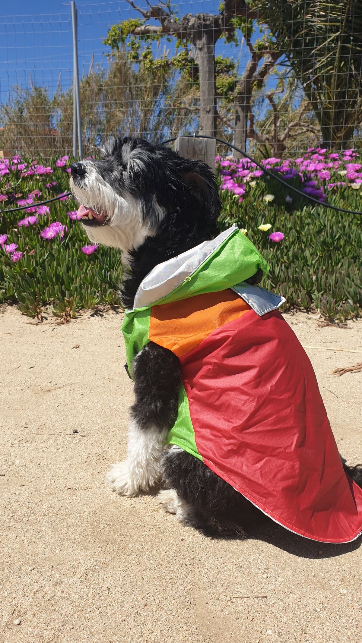 Chubasquero para perro