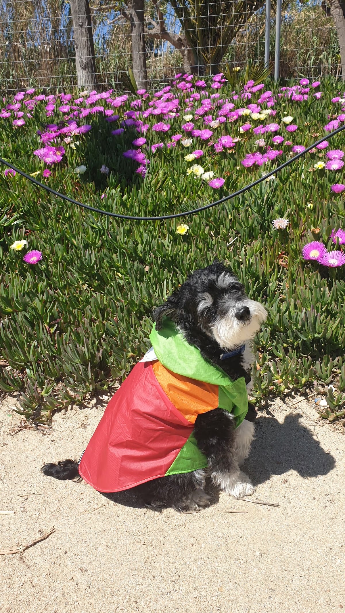 Chubasquero para perro