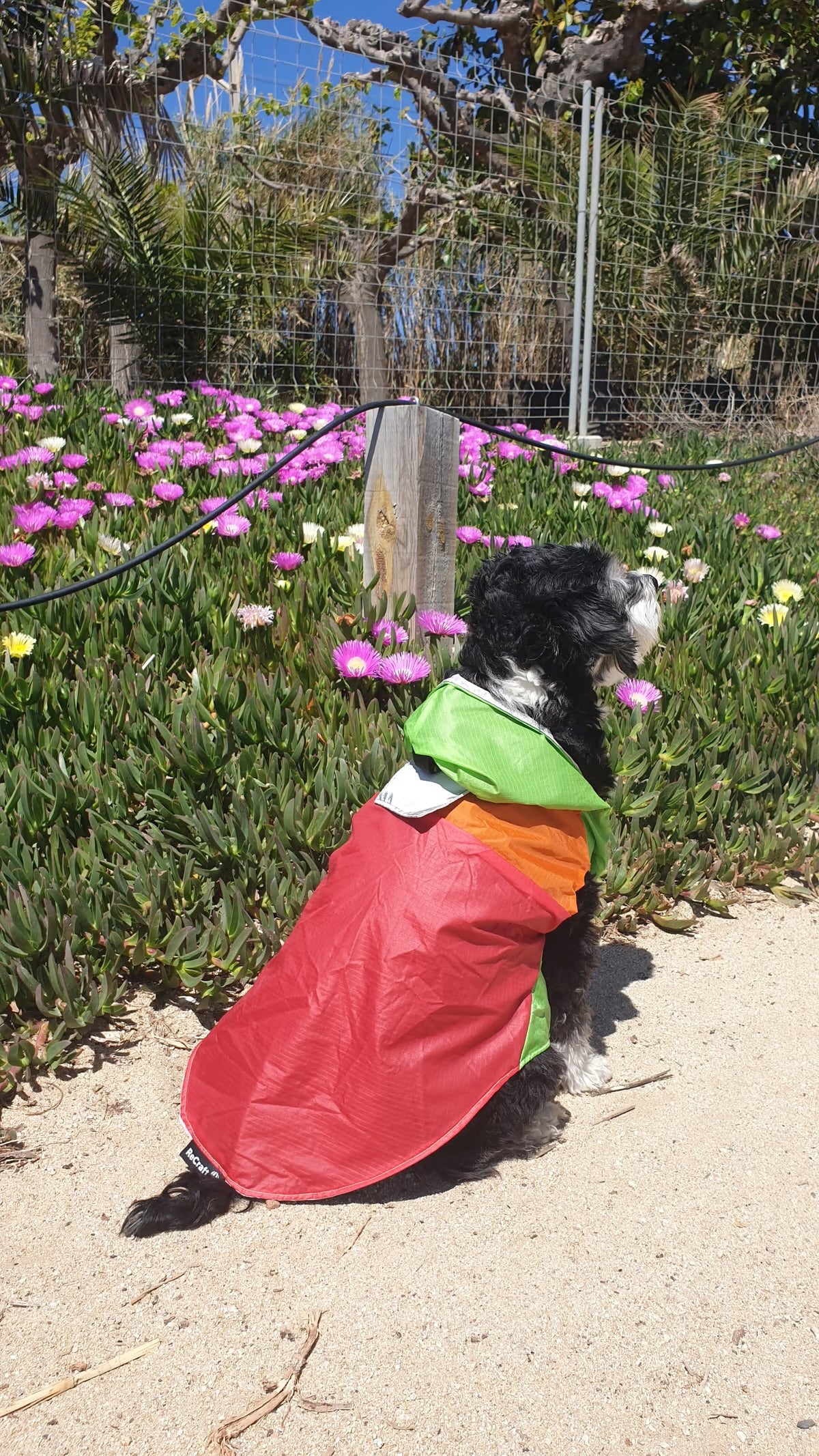 Chubasquero para perro